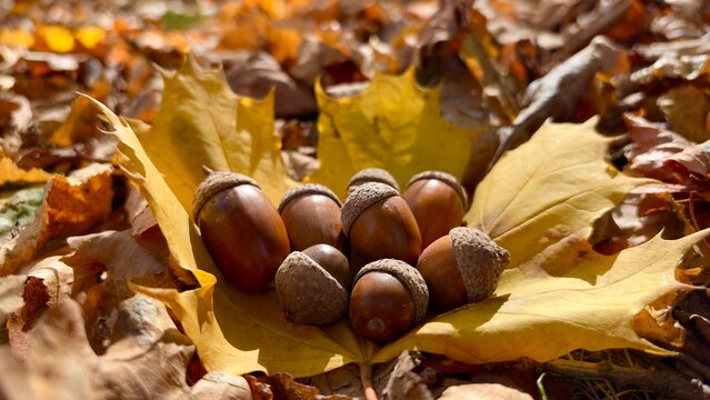 acorns and leaves, Group of ripe brown acorns lying on yellow autumn maple leaves in the forest