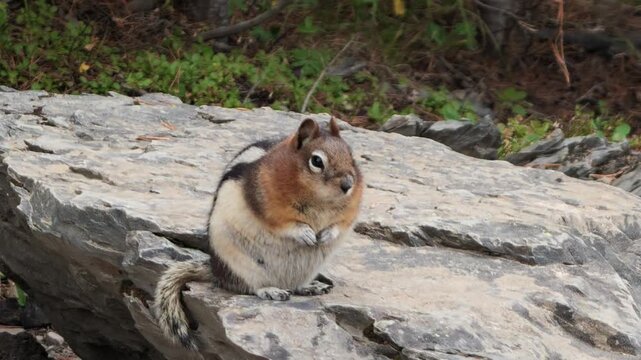 Golden-mantled ground squirrel on rock, characteristic stripes and full cheeks, with foliage blurring in background at Marble Canyon in Kootenay National Park in Canada. Callospermophilus lateralis