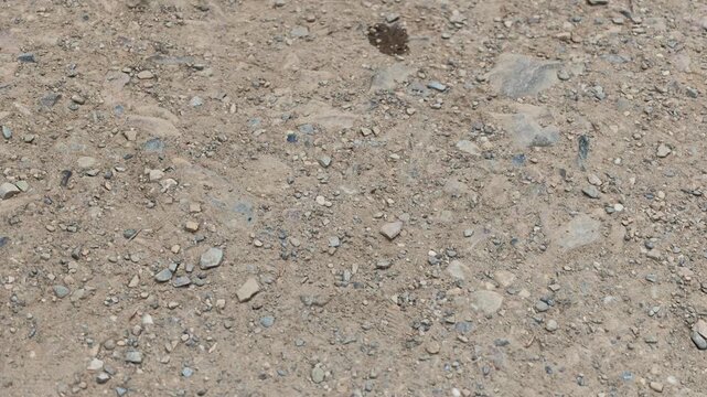 Golden-mantled ground squirrel on gravel at Marble Canyon, Kootenay National Park, showing its striped fur and bushy tail in habitat in Kootenay National Park in Canada. Callospermophilus lateralis
