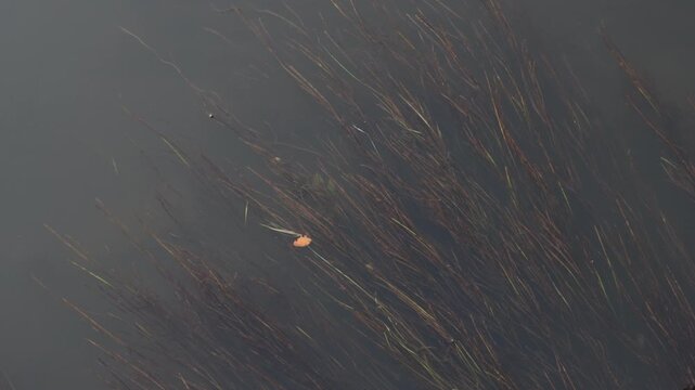 Submerged aquatic plants swaying gently in dark river water with a single floating orange leaf