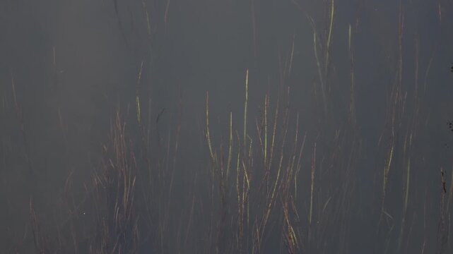 Submerged aquatic plants swaying gently beneath the calm surface of a dark murky pond water
