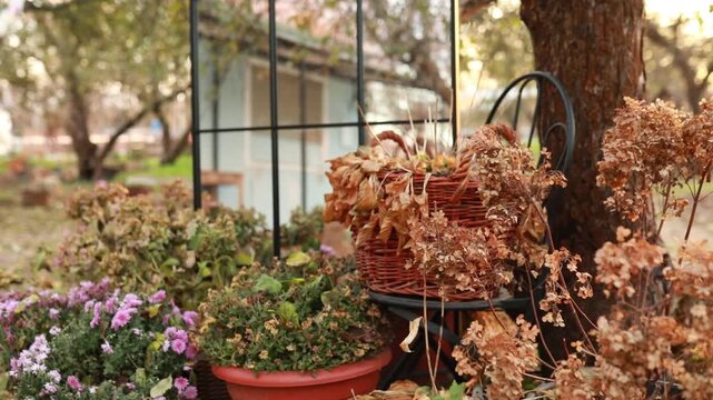 Autumn garden display with dried flowers in wicker basket on chair near mirror and trees. Cozy fall house yard decoration, rustic xmas season garden backdrop, light copy space.   