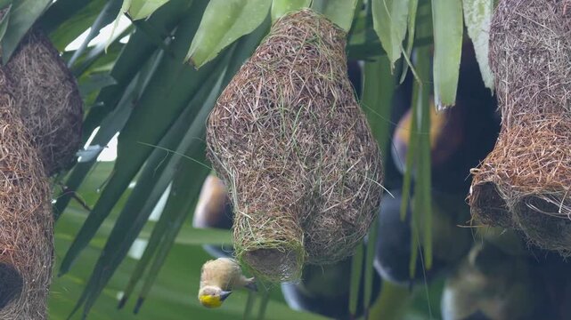 Baya Weaver Pair Building a Strong, Bulky Nest Tube
