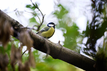 great tit parus major © smirs