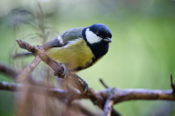 great tit parus major © smirs