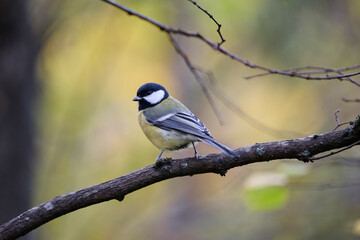 great tit parus major © smirs