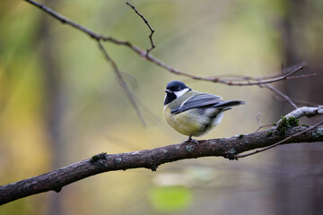 great tit parus major © smirs
