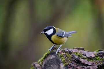 great tit parus major © smirs