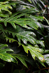 Water droplets on Split-leaf philodendron, lacy tree philodendron, selloum, horsehead philodendron, or guaimbé (Philodendron bipinnatifidum) © Conrmiller