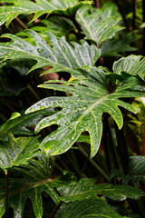 Water droplets on Split-leaf philodendron, lacy tree philodendron, selloum, horsehead philodendron, or guaimbé (Philodendron bipinnatifidum) © Conrmiller