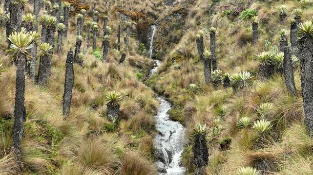 Nevado del Ruiz Frailejones and Mountain Stream in Slow Motion in the Andean Paramo, Colombia. Establishing Shot.