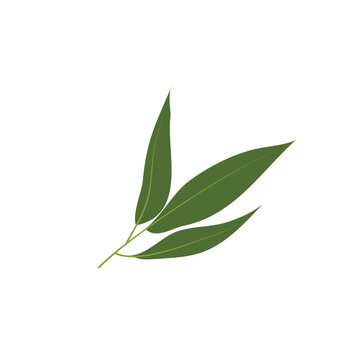 Indian spices, curry leaves, fresh herbal flavor, culinary herb seasoning, vector ingredient, fragrant, traditional, organic