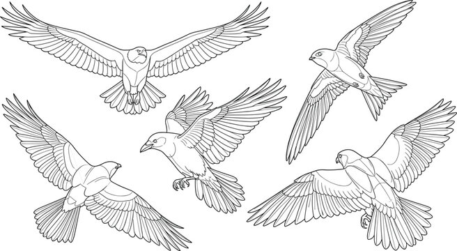 Detailed flying bird line art vector illustrations with intricate feather patterns in black and white