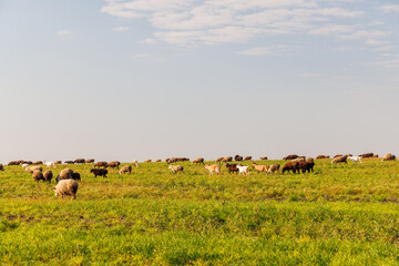 Naklejka premium Sheep farming landscape with flock near the horizon - with a distant flock
