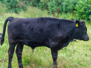 Young black dexter bullock standing in a field © Ivan Maguire