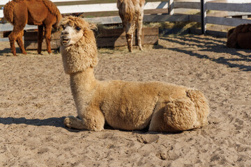 Fototapeta premium Mixed alpaca herd gathered inside a rural corral - in warm sunlight