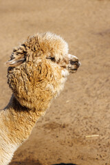 Fototapeta premium Soft fleece alpaca looking toward the camera