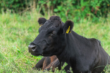 Black Dexter cattle lying down relexing in a field © Ivan Maguire