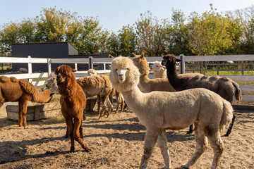 Fototapeta premium Soft fleece alpaca looking toward the camera - inside a sandy paddock