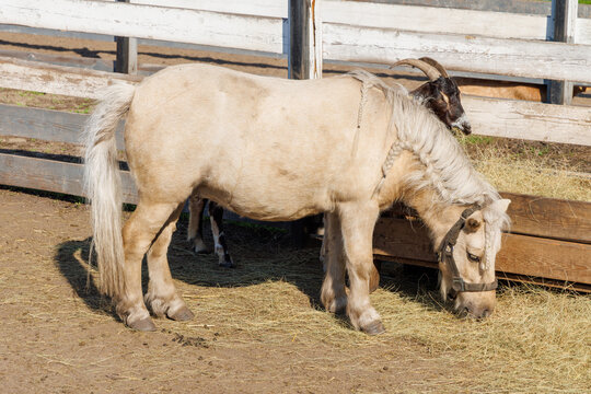 Brown and white miniature horses in a rural corral