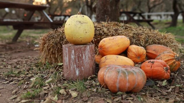 Outdoor Halloween decoration with various ripe pumpkins on hay bale and wooden stump in farm yard. Rustic fall harvest and home xmas holiday background concept, copy space.   