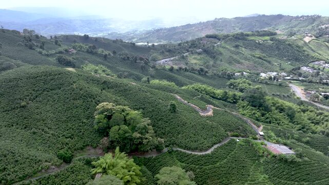 Coffee Plantation with Banana Plants Growing on Tropical Mountain Slopes. Establishing Shot. Aerial View.