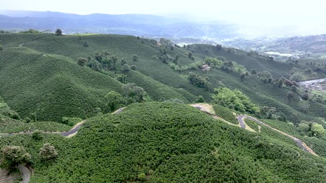 Coffee Plantation with Banana Plants Growing on Tropical Mountain Slopes. Establishing Shot. Aerial View.
