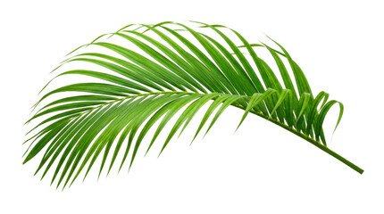 Fresh green palm leaf isolated on a simple clean surface © MOST RUMANA BEGUM