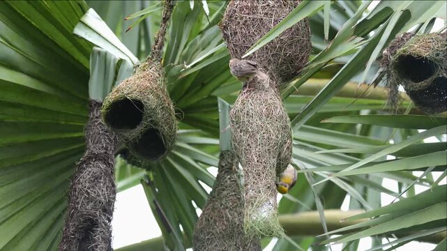 Baya Weaver Pair Flying and Interacting During Courtship