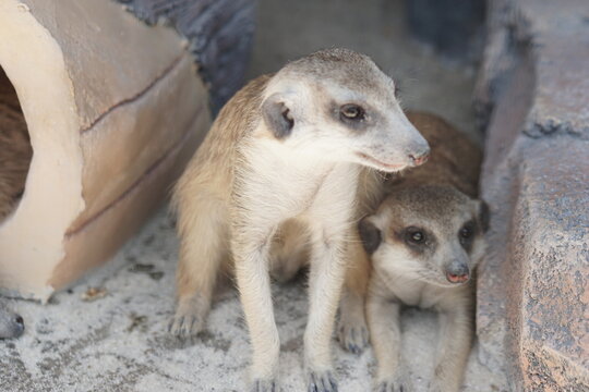 closeup Meerkat on Hill Looking to the right with focus on the eyes