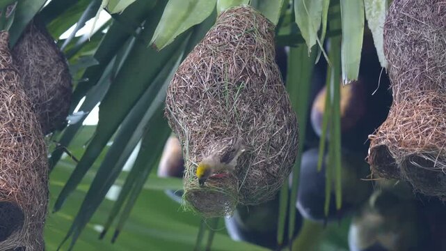 aya Weaver Strengthening and Weaving the Nest Entrance Tube