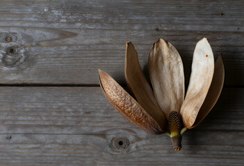 Fototapeta premium Nature decay and seasonal change, dried magnolia flower pod on rustic wooden background for autumn aesthetic and botanical still life photography