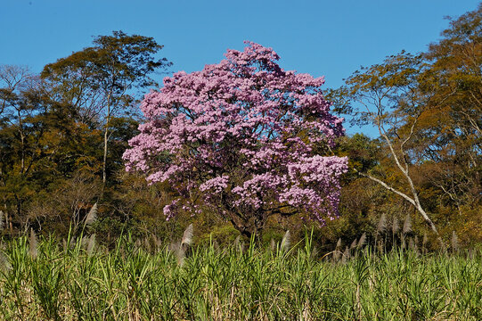 Ip&ecirc; Rosa