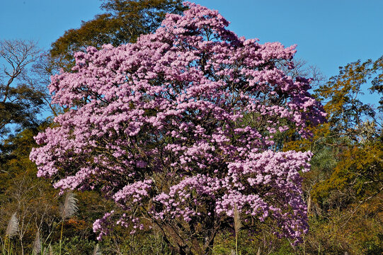 Ip&ecirc; Rosa