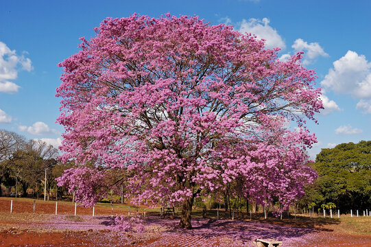 Ip&ecirc; Rosa