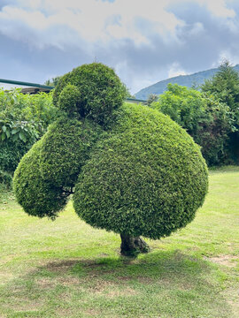 green topiary bush on grassy lawn, shaped decorative evergreen shrub in outdoor landscape view, landscaping design concept with copy space