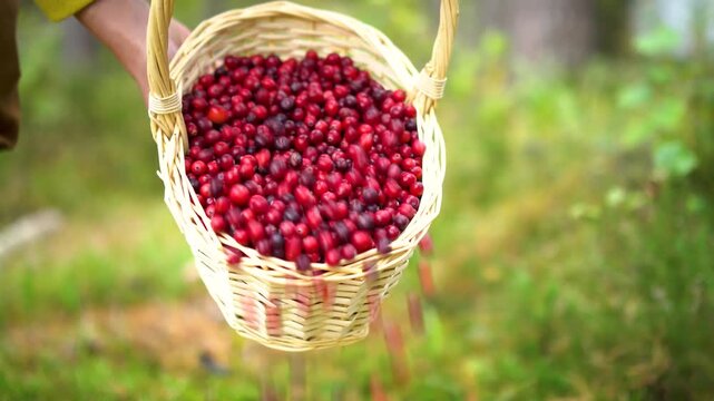 Fresh cranberries cascade from a rustic woven basket, symbolizing harvest abundance against blurred nature backdrop. Vibrant berries tumble in motion, showcasing organic bounty.