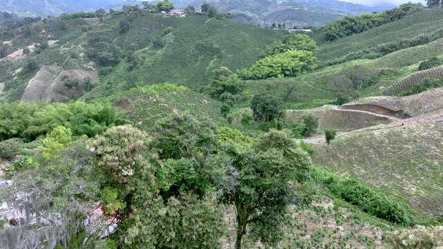 Coffee Plants and Banana Trees in Mixed Tropical Hillside Agriculture. Aerial View.