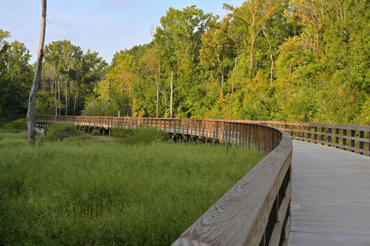 Elevated Wooden Boardwalk Greenway Path Winding Across Wetland Forest