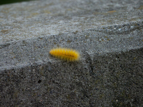 an american dagger moth caterpillar