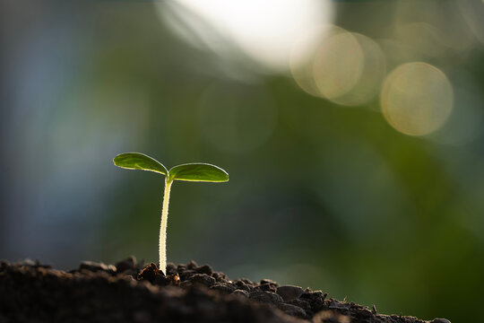 sweet melon fruit growing sprout macro closeup