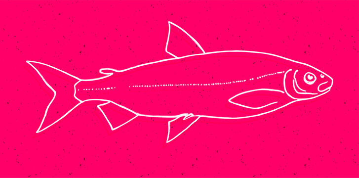 Coregonus fera white line art fish illustration, stylized outline on pink speckled background