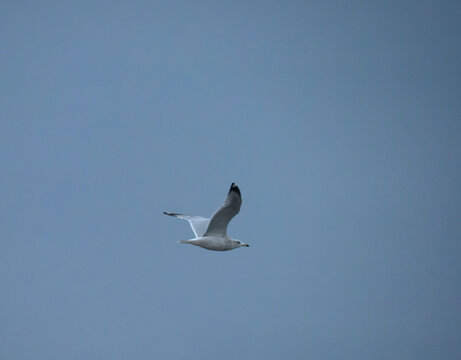 a ring billed gull flying overhead