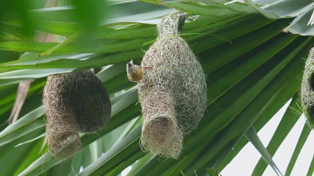 Weaver Finishing an Almost Completed Nest with Fresh Green Grass