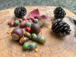 Autumn nuts and berries. © 木末 狩集