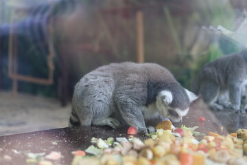 Close-up of ring-tailed lemur (Lemur catta) portrait eating food © Алина Неборская