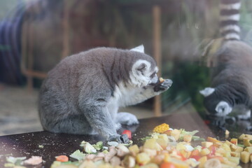 Ring-tailed lemur feeding on fresh vegetables and fruits in captivity © Алина Неборская