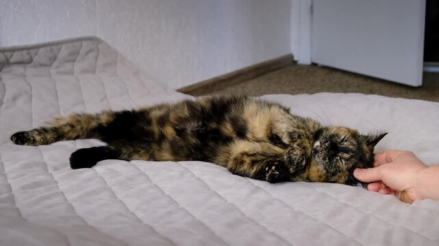Human hand gently scratching a tortoiseshell cat lying on its back on a bed indoors. Domestic pet, animal care, fluffy friend. High quality 4k footage