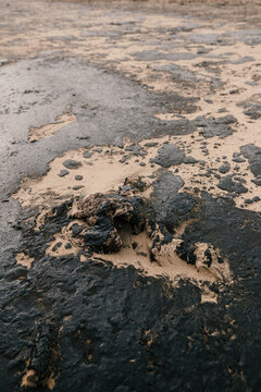 Dead bird died due to oil fuel. Oil in sandy beach coastline after a tanker wreck.