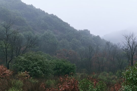 Misty forest on a wooded hillside